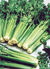 Tall Utah 52-70R Celery